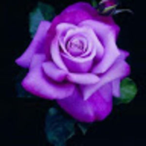 Meet your Posher, Mariam